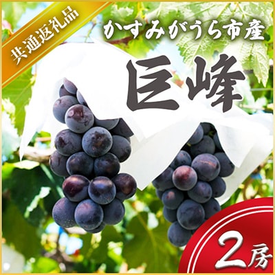 【2025年7月より順次発送予定】巨峰　2房(県内共通返礼品:かすみがうら市産)