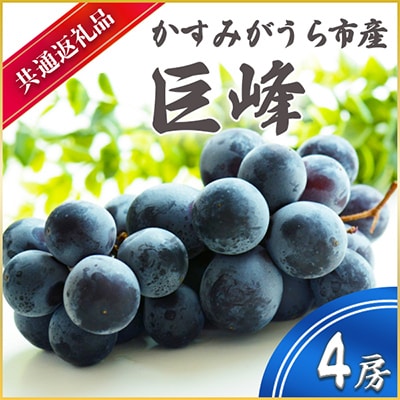 【2025年7月より順次発送予定】巨峰　4房(県内共通返礼品:かすみがうら市産)