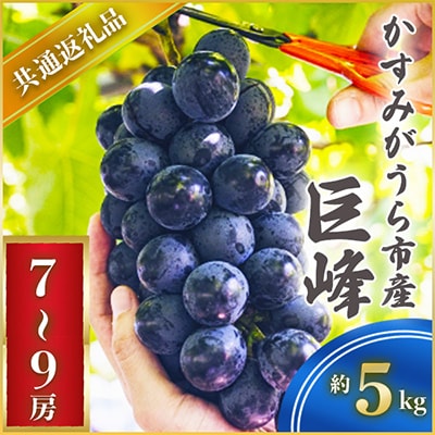 【2025年7月より順次発送予定】巨峰　約5キロ　7～9房(県内共通返礼品:かすみがうら市産)