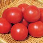 大玉フルーツトマト　約900g(13～15粒)(県内共通返礼品:つくばみらい市産)