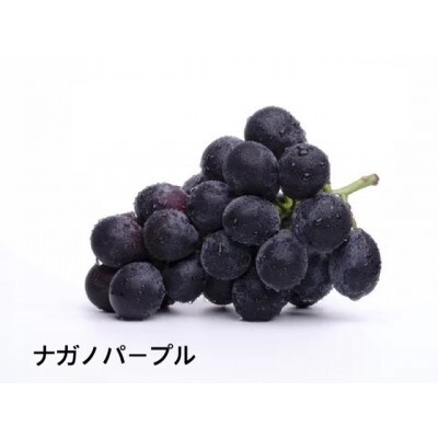 ナガノパープル桐箱入り1房　県内共通返礼品:かすみがうら市産