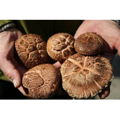 食感と甘みが格別!臼杵産ふるさと乾しいたけBセット(計480g)