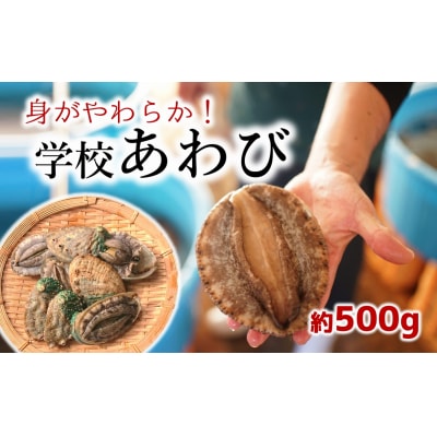 小さな漁村の小学校で育てた養殖アワビ(約500g)