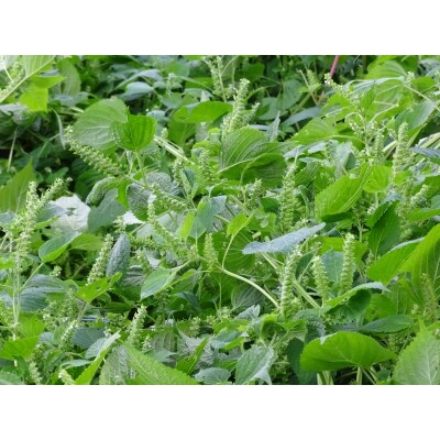 非加熱・生搾りの臼杵市産「エゴマ油」(140g×2瓶)