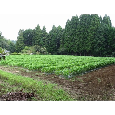 非加熱・生搾りの臼杵市産「エゴマ油」(140g×3瓶)