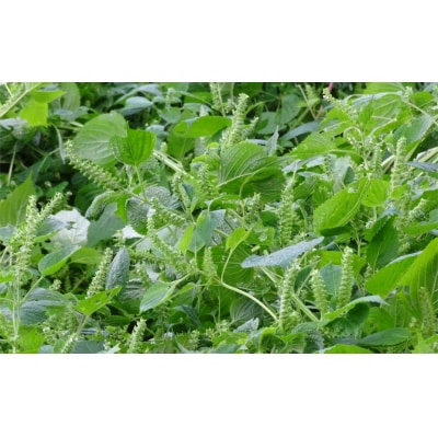 非加熱・生搾りの臼杵市産「エゴマ油」(140g×5瓶)