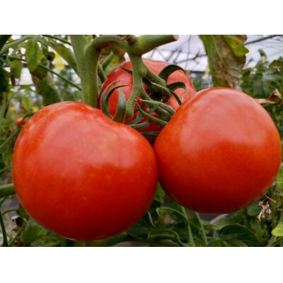 採れたて完熟トマトで作った「トマトケチャップ」(3本)