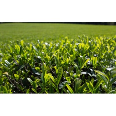 さっぱりとした爽やかな喉ごしの有機緑茶♪高橋製茶の「みのりの茶」ギフトセットA　有機JAS認証