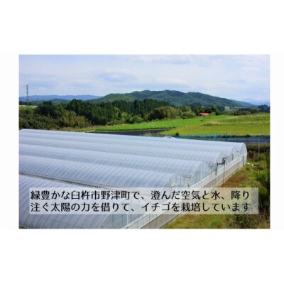 【12/15～1/19発送】大分県ブランドいちご「ベリーツ」(200g×8パック)