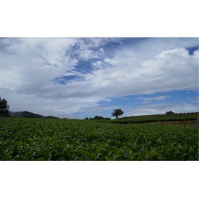 美味しく健康的にお茶を楽しみたいならコレ!有機GABA茶(50g×3袋)