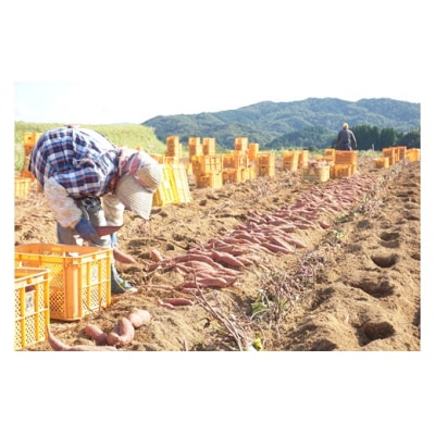 【先行予約】めっちゃ甘い!高糖度かんしょ「甘太くん」 (500g×20袋)計10kg