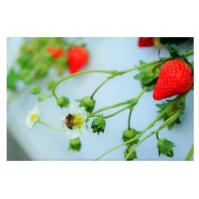 【1/20以降発送】大分県ブランドいちご「ベリーツ」(200g×4パック)