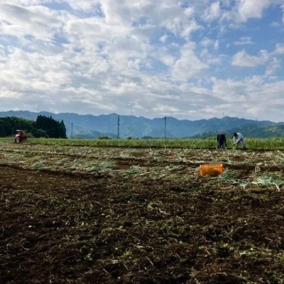 ポストに届いて便利!　乾燥にんにく ばら(500g)　栽培期間中農薬・化学肥料不使用