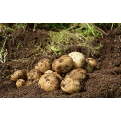 皮ごと食べても安心　タネをつないだ男爵イモ(5kg)【栽培期間中農薬・化学肥料不使用】