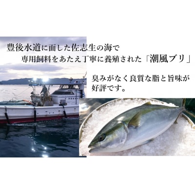 うすき産潮風ぶり・半身(約1.5kg弱)[冷蔵] 