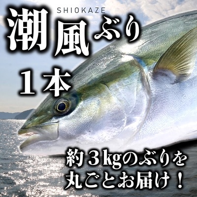 うすき産潮風ぶり(約3kg弱)・1本丸ごとお届け! 下処理なし