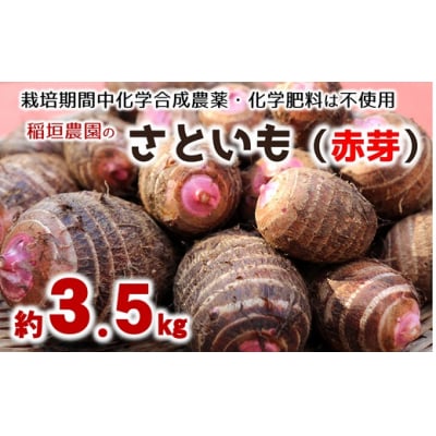ほっくり美味しい♪化学合成農薬等不使用のサトイモ(赤芽)約3.5kg