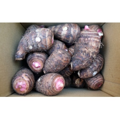 ほっくり美味しい♪化学合成農薬等不使用のサトイモ(赤芽)約3.5kg