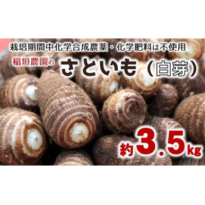 ほっくり美味しい♪化学合成農薬等不使用のサトイモ(白芽)約3.5kg