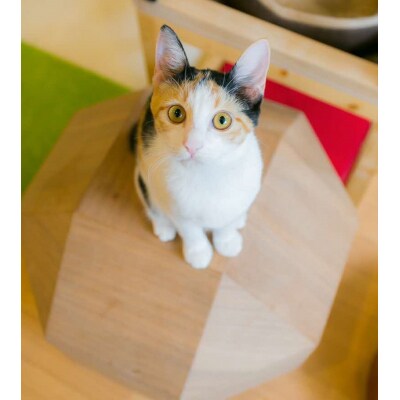 りねこハウスブリリアント　ウォールナット柄(濃い色)