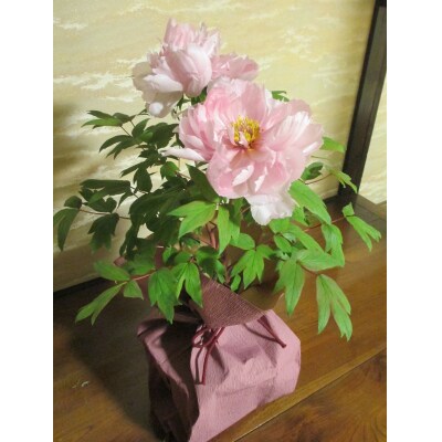 松江大根島牡丹(宝寿ぼたん)2輪咲き