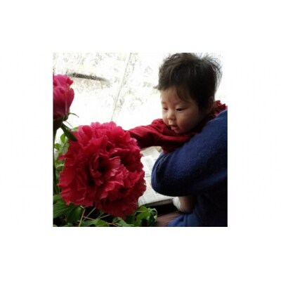 松江大根島牡丹(宝寿ぼたん)5輪咲き