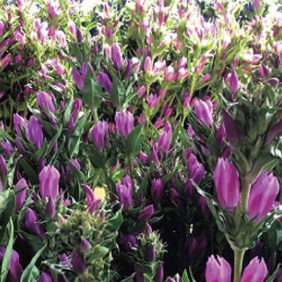 大蔵村の花　りんどう