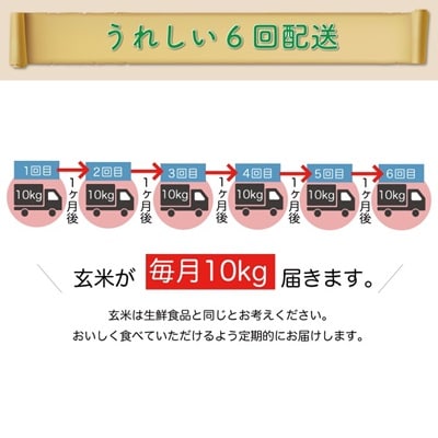 ＜令和7年産米受付＞ 令和7年10月上旬発送 はえぬき【玄米】60kg定期便(10kg×6回)　