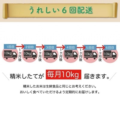＜令和7年産米受付＞令和7年12月中旬発送 雪若丸【無洗米】60kg定期便(10kg×6回)　