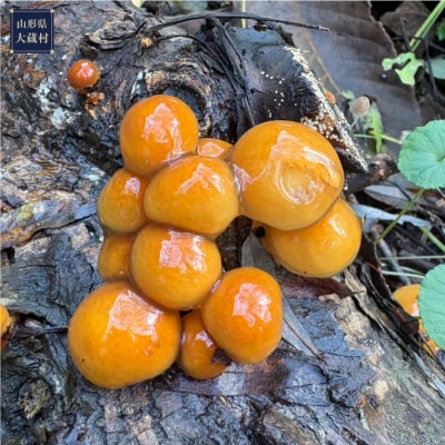 四季屋松兵エ　原木生なめこ 900g (冷凍) 