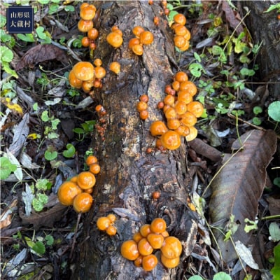 四季屋松兵エ　原木生なめこ 900g (冷凍) 