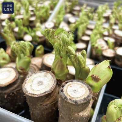四季屋　松兵エ　春のかおり「高原たらの芽」