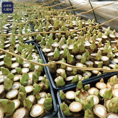 四季屋　松兵エ　春のかおり「高原たらの芽」