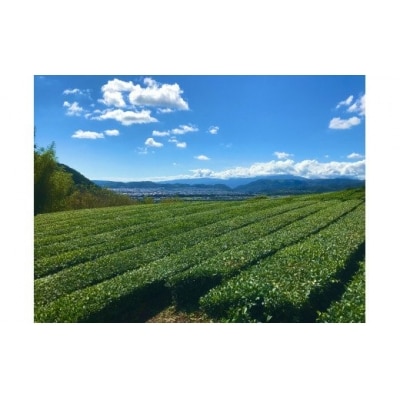お茶を使ったクラフトビール「HANOCHA(はのちゃ)」煎茶ゴールデンエール(330ml×3本)
