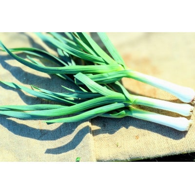 〈2025年12月から発送予定〉秦野農産物等登録認証  葉にんにく 約1000g