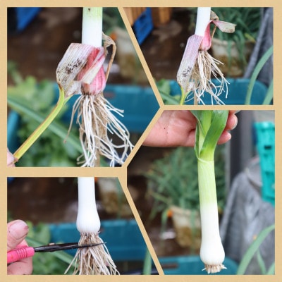 〈2025年12月から発送予定〉秦野農産物等登録認証  葉にんにく 約1000g