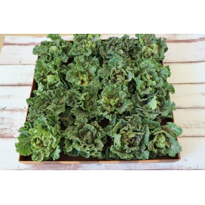 〈2026年1月上旬～3月上旬発送予定〉プチヴェール 約450g from 名水の里 秦野