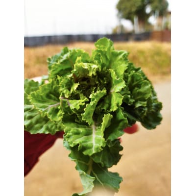 〈2026年1月上旬～3月上旬発送予定〉プチヴェール 約450g from 名水の里 秦野