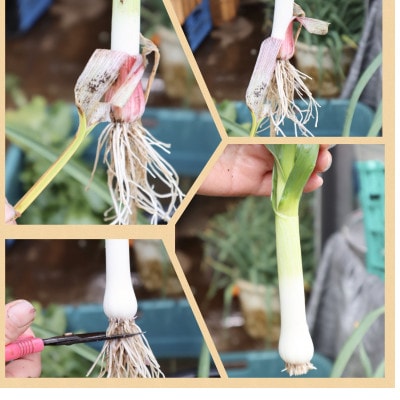 〈2025年11月から発送予定〉秦野農産物等登録認証  葉にんにく約500g from名水の里 秦野