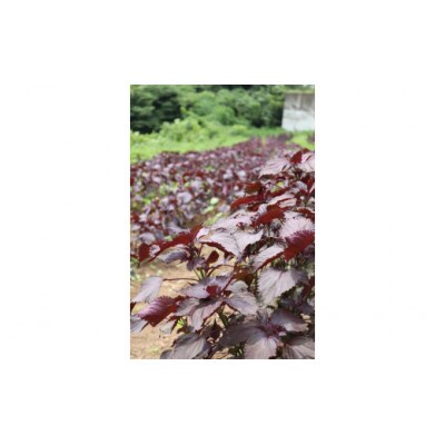 〈2024年7月発送予定〉【夏の暑さに負けるな!】「天神赤しそ」1500g from 名水の里 秦野