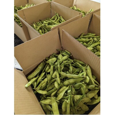 〈2026年6月以降発送予定〉【大好評!!】枝つき枝豆「神風香」1600g from 名水の里　秦野