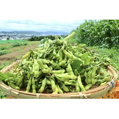 〈2026年6月以降発送予定〉【大好評!!】枝つき枝豆「神風香」3200g
