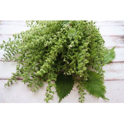 秋の味覚　プチプチ食感がクセになる「しその実」(150g)