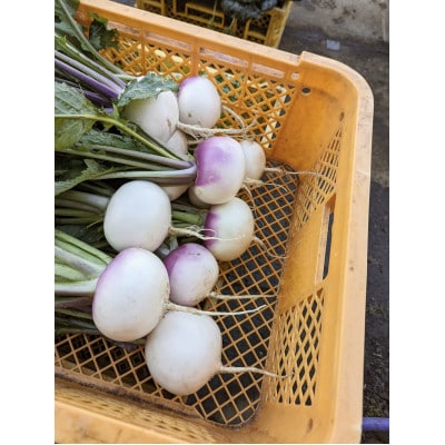 【2026年1月～発送】双葉農園の イチオシ の7種の野菜セット　from　名水の里　神奈川県秦野市