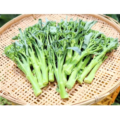〈11月～発送〉 【大好評♪】子どもがモリモリ食べる♪ 茎ブロッコリー 2600g