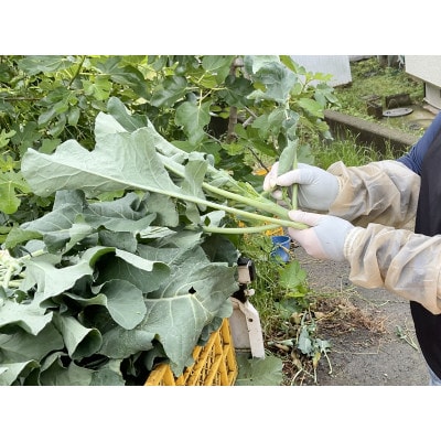 〈11月～発送〉 【大好評♪】子どもがモリモリ食べる♪ 茎ブロッコリー 2600g