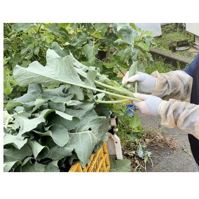 〈11月～発送〉　【大好評♪】 子どもがモリモリ食べてくれた　茎ブロッコリー 1300g