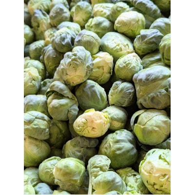 〈2026年1月から発送予定〉　ニュース　everyに特集　芽キャベツ  from 名水の里 秦野