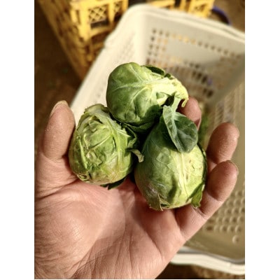 〈2026年1月から発送予定〉　ニュース　everyに特集　芽キャベツ  from 名水の里 秦野