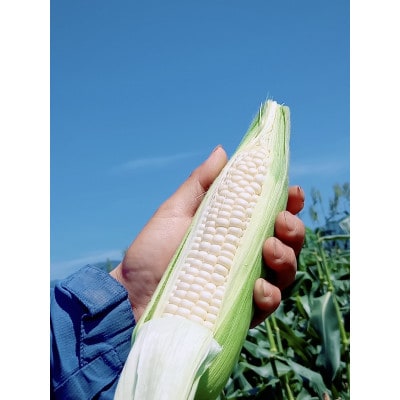 【2026年6月～7月発送予定/関東地域限定配送】白い贅沢 ピュアホワイト(とうもろこし) 約1kg